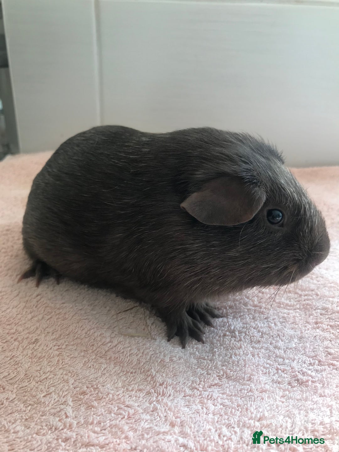 Guinea Pig rodents for sale: Tweedy boar and Lemon Rex Sow - Image 5