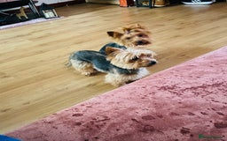 Yorkshire Terrier dogs for sale: Puppy  - Image 8