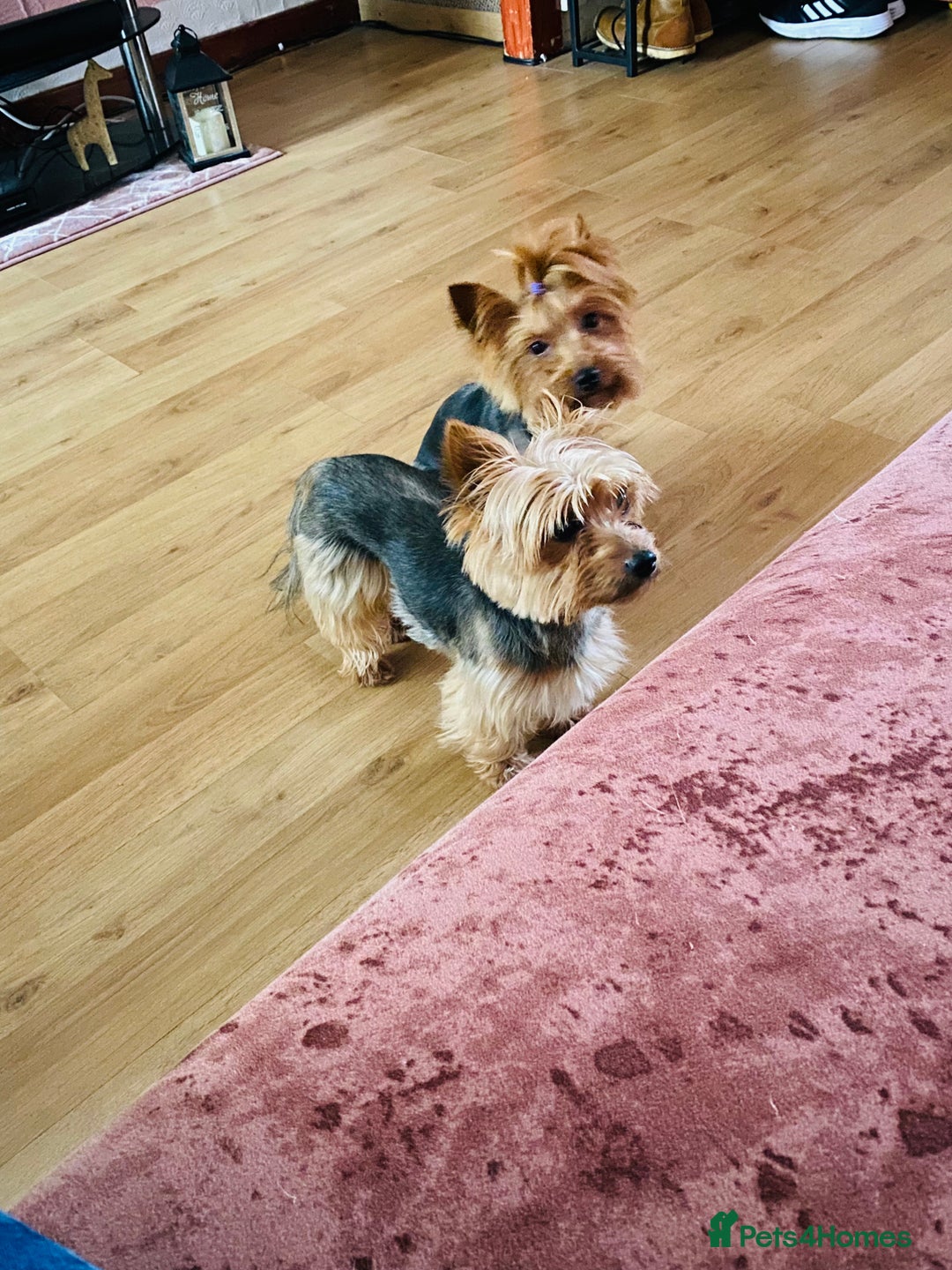 Yorkshire Terrier dogs for sale: Puppy  - Image 8