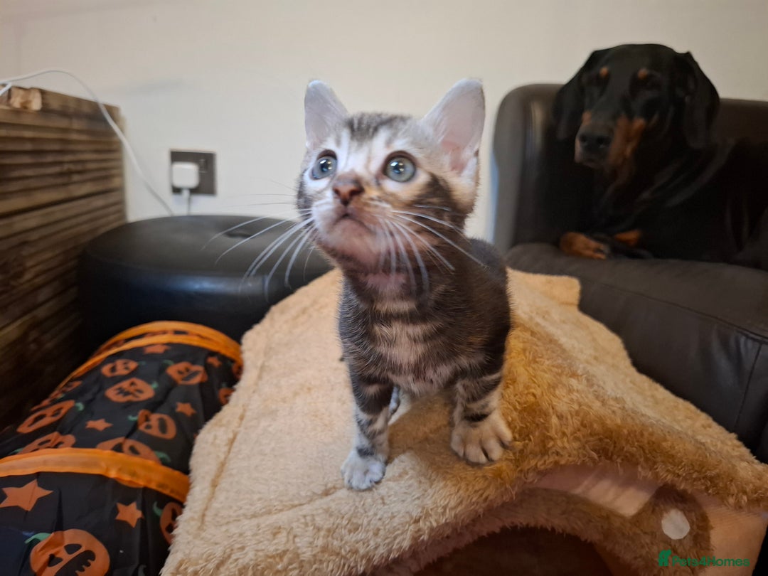 Bengal cats for sale: 🌟 Premium Bengal Tica Kittens – 5★Breeder 🌟 - Image 20