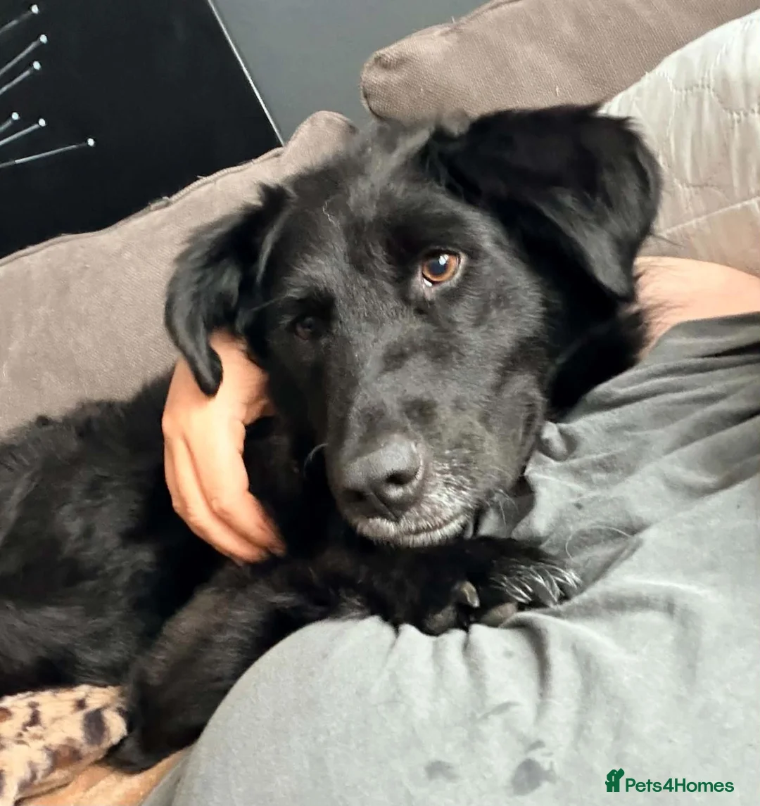 Mixed Breed dogs for adoption: Say hello to Kiwi 👋  in Edinburgh - Advert 2