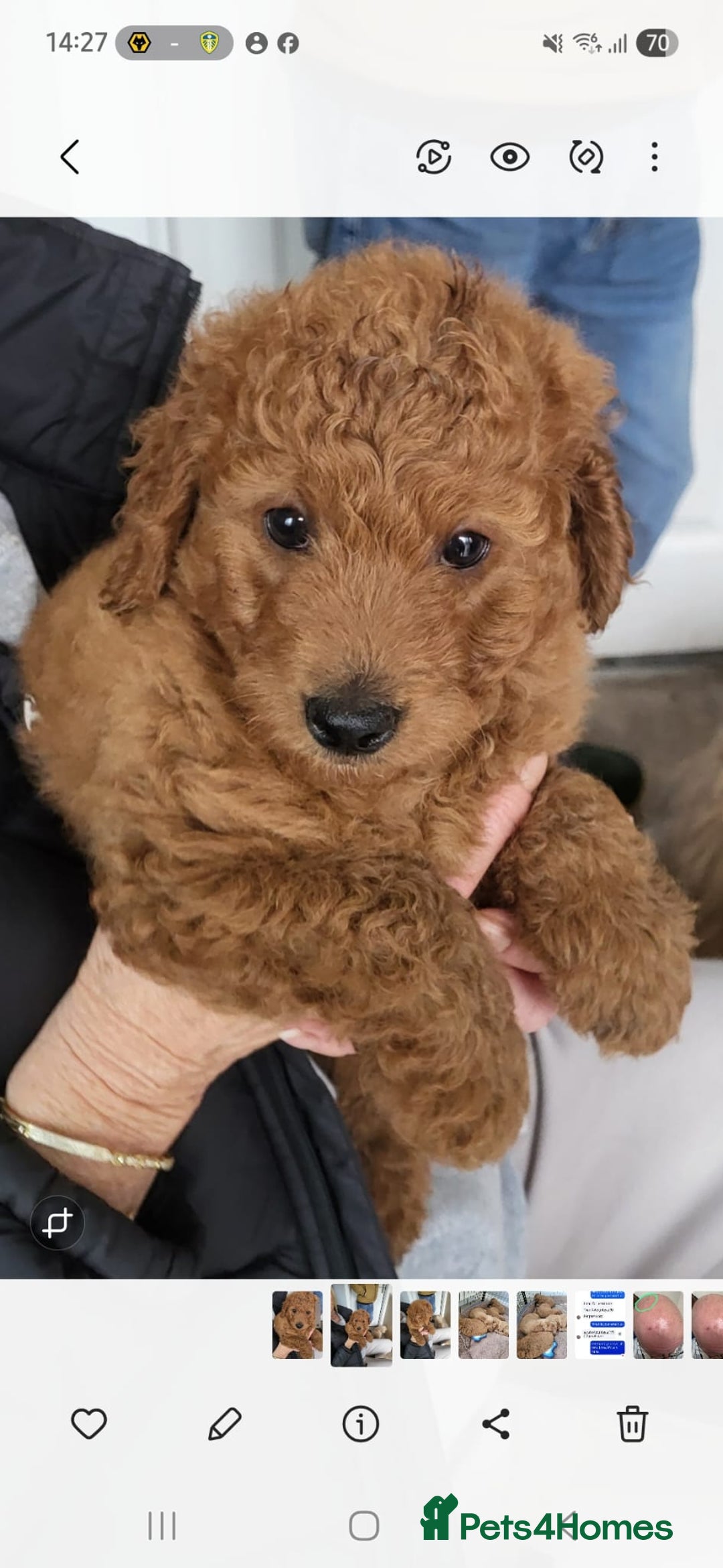 Cockapoo dogs for sale: Cockapoo f1b - Image 1