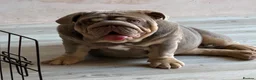 English Bulldog dogs for sale: Gorgeous 5 month old boy  - Advert 2