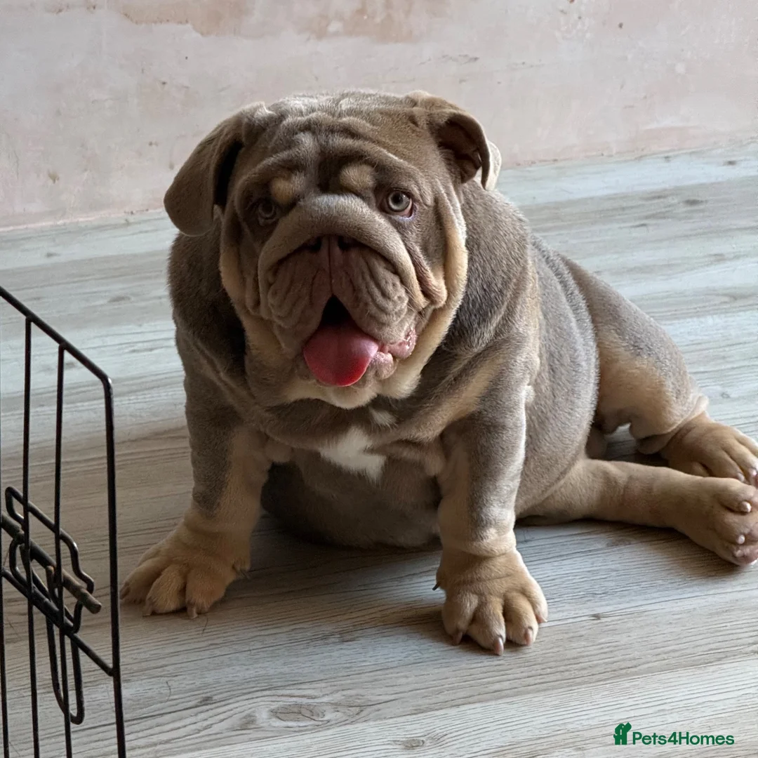 English Bulldog dogs for sale: Gorgeous 5 month old boy  - Advert 2