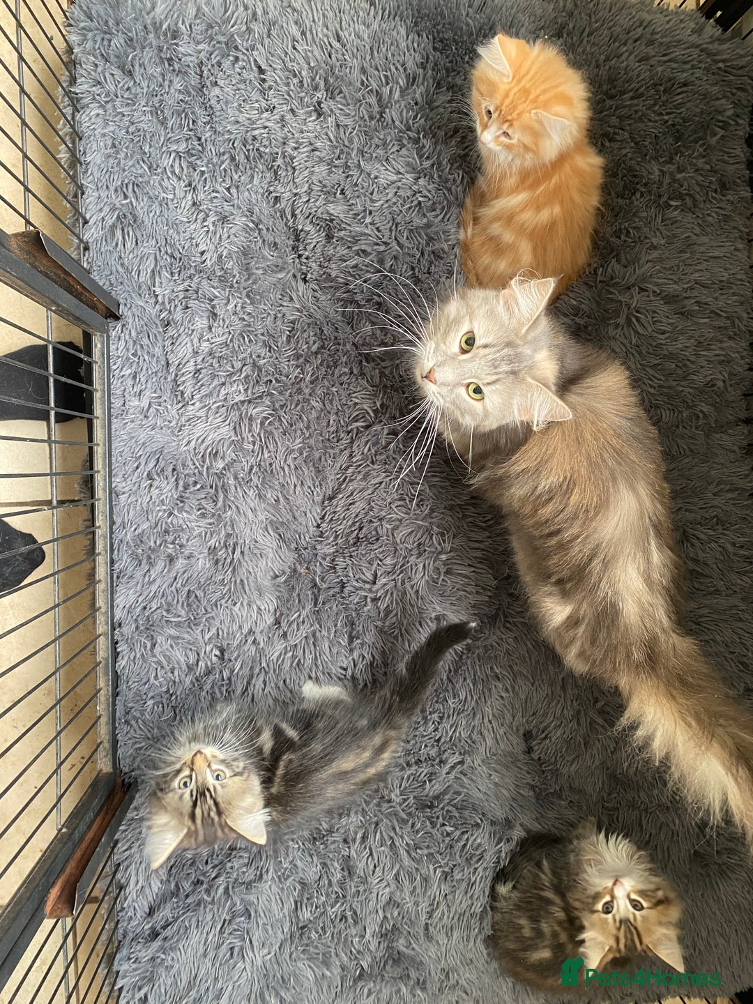 Norwegian Forest Cat cats for sale: 3 Norwegian Forrest Kittens - Image 7