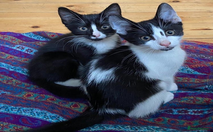 Mixed Breed cats - Advert 1