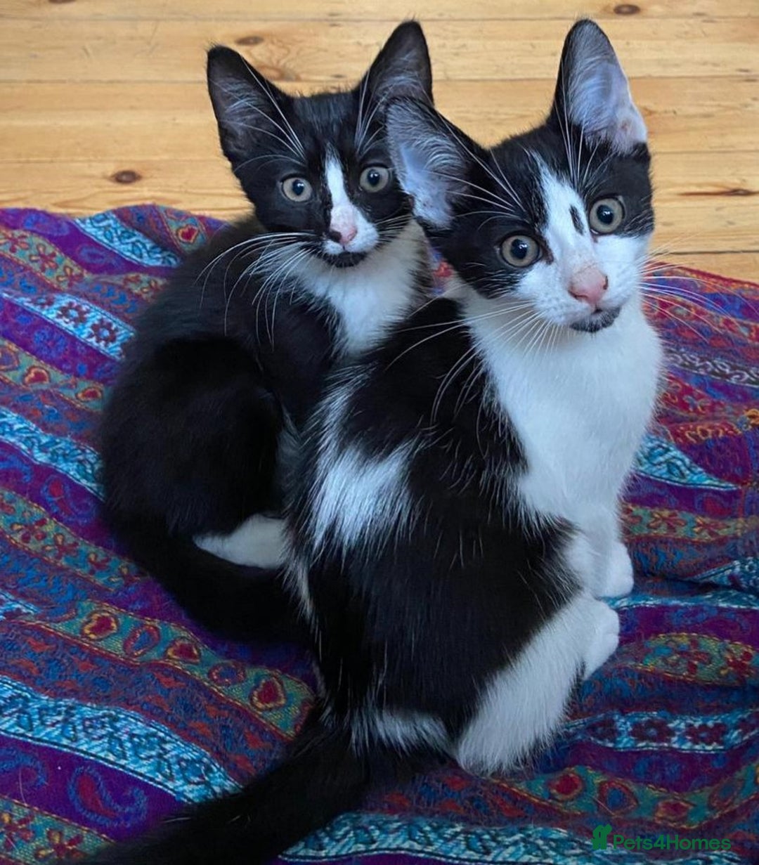 Mixed Breed cats for sale: Two male kittens looking for a loving home - Image 1