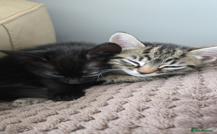 Mixed Breed cats - Advert 2