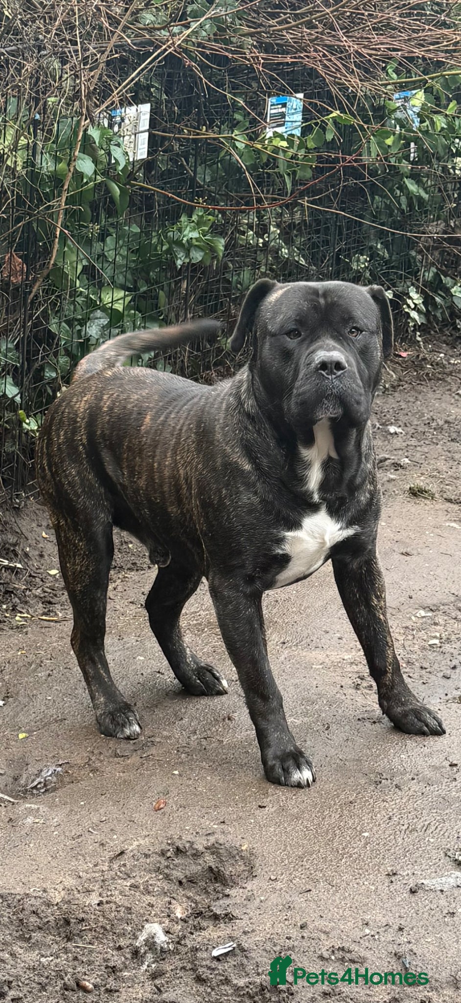 Presa Canario dogs for adoption: 3 year Old Presa Canario   - Advert 1