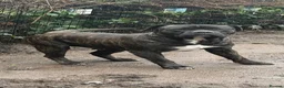 Presa Canario dogs for adoption: 3 year Old Presa Canario   - Advert 1