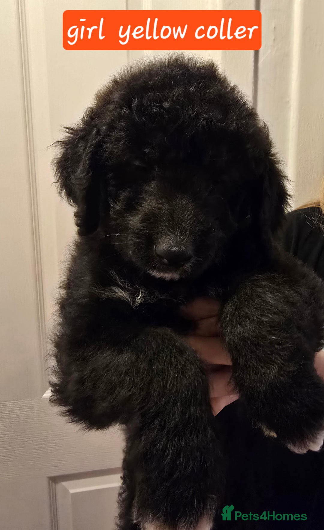 Mixed Breed dogs for sale: Standard poodle  cross - Advert 1
