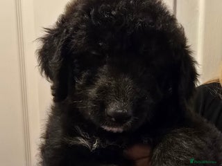 Mixed Breed dogs Standard poodle cross - Advert 14