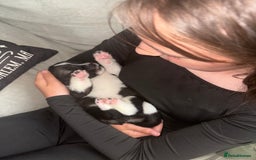 Akita dogs for sale: Akita pups Ready to leave 1st August  in Runcorn - Image 19