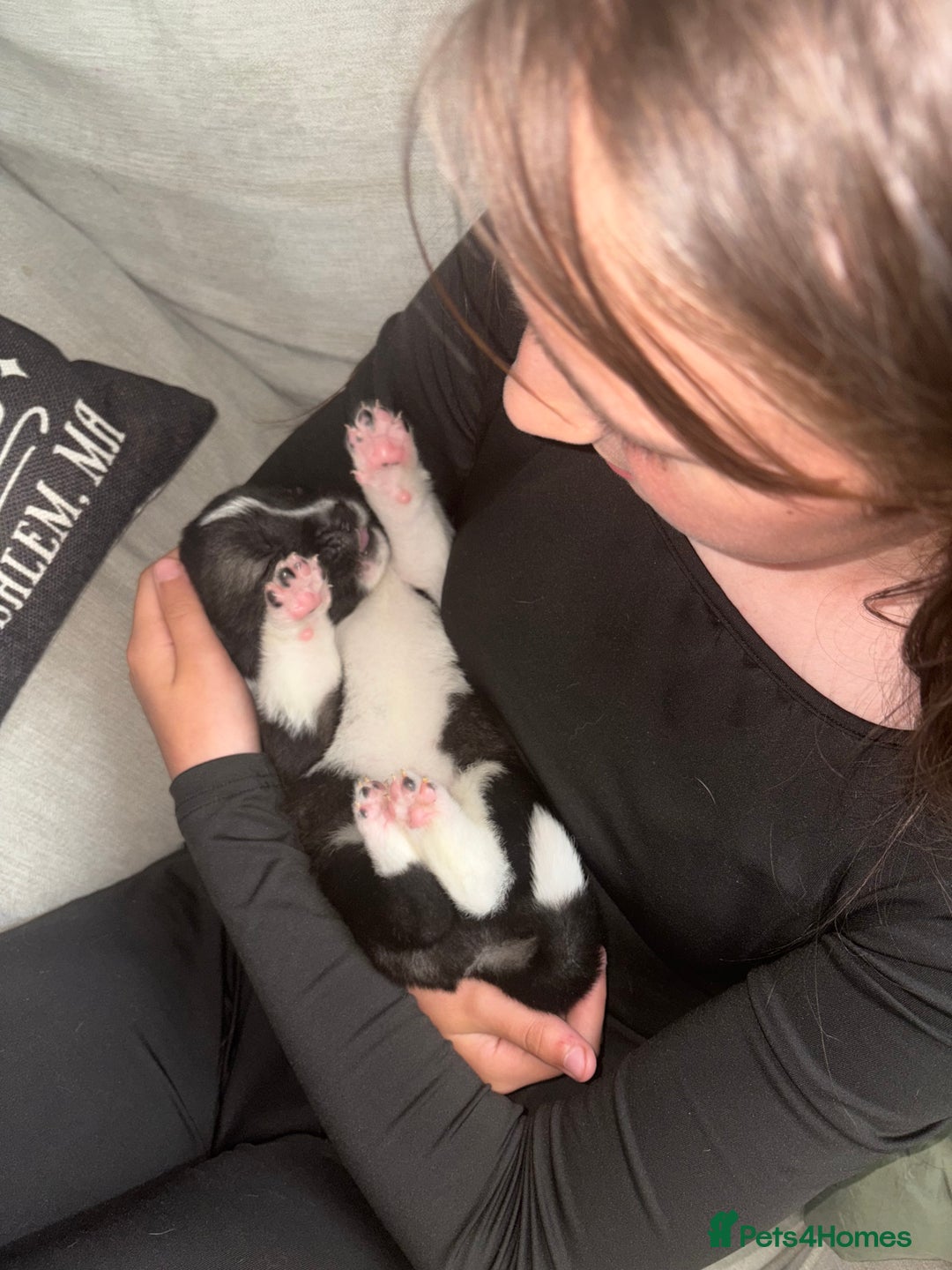 Akita dogs for sale: Akita pups Ready to leave 1st August  in Runcorn - Image 19