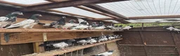 Pigeons birds for sale: Pakistani high flyers for sale  - Advert 4