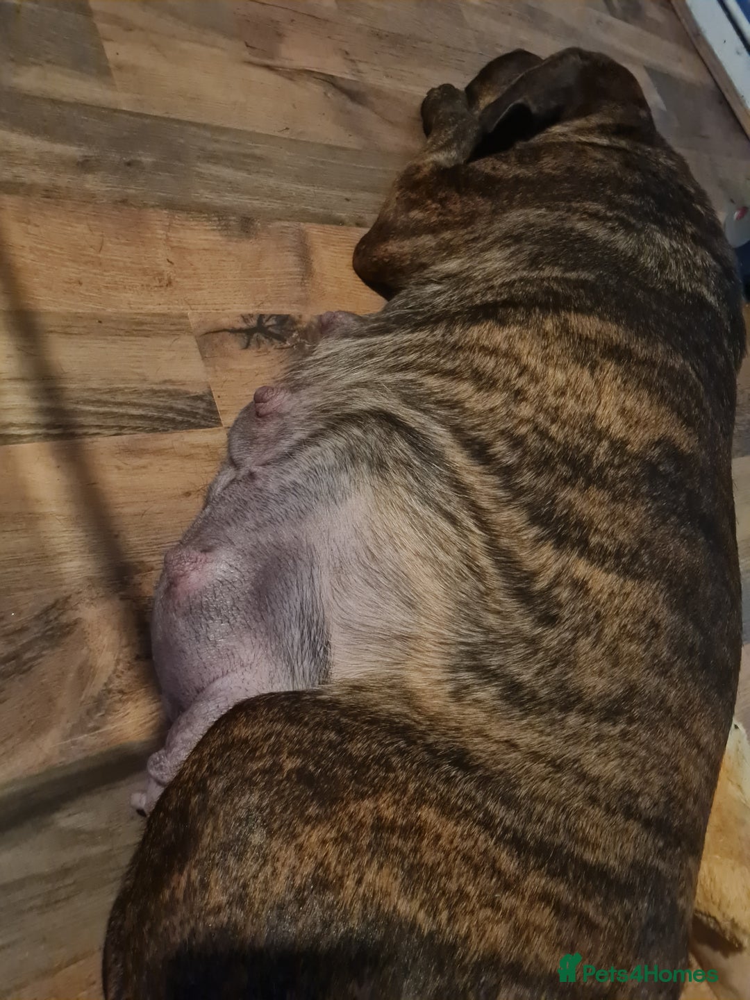 Mixed Breed dogs for sale: Presa canario - Advert 33