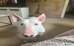 English Bull Terrier dogs for sale: Quality English bull terrier .  - Image 4