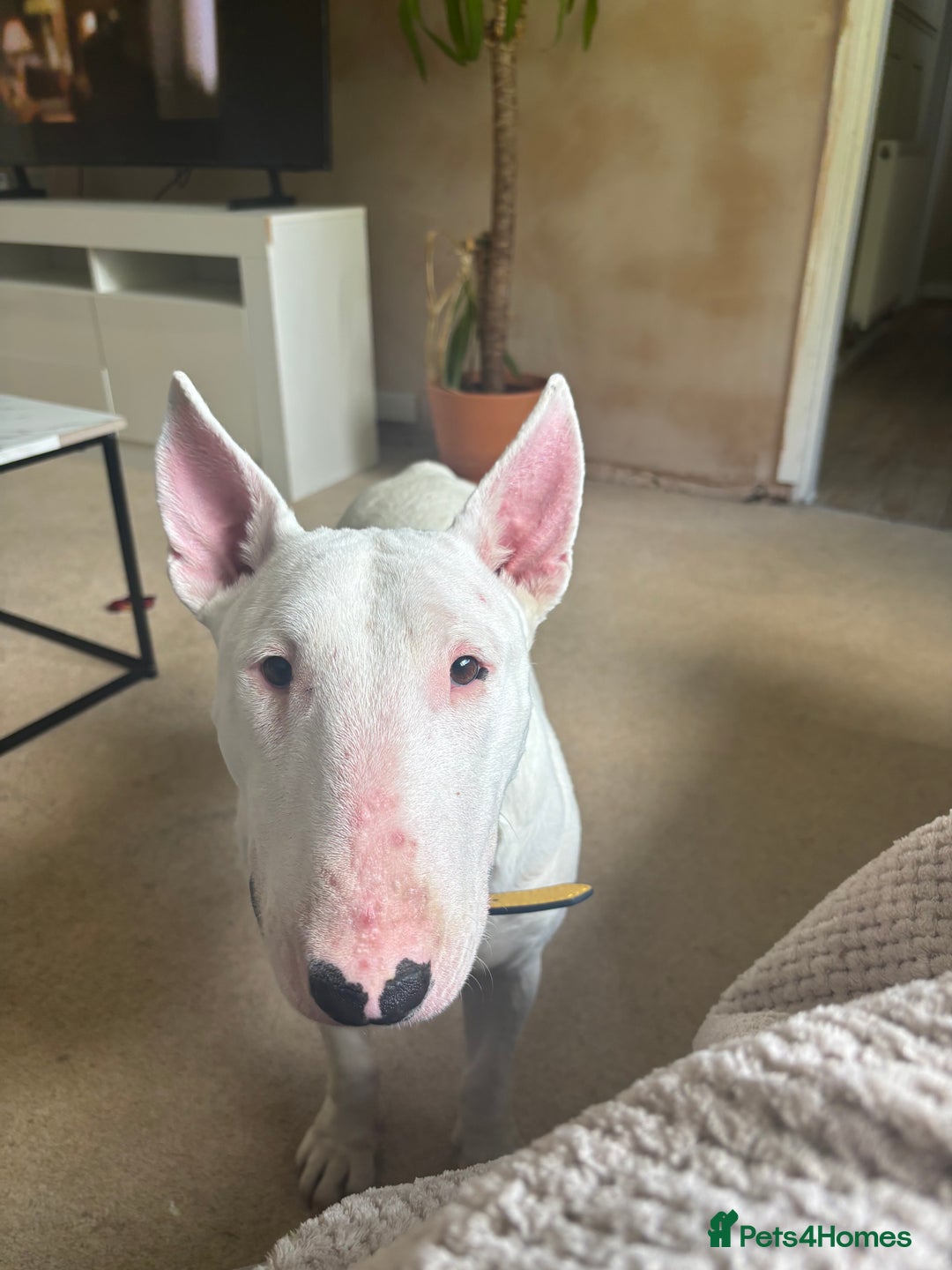 English Bull Terrier dogs for sale: Quality English bull terrier .  - Image 4