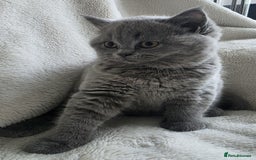 British Shorthair cats for sale: GCCF British Shorthair Kittens Champion Bloodlines - Image 11