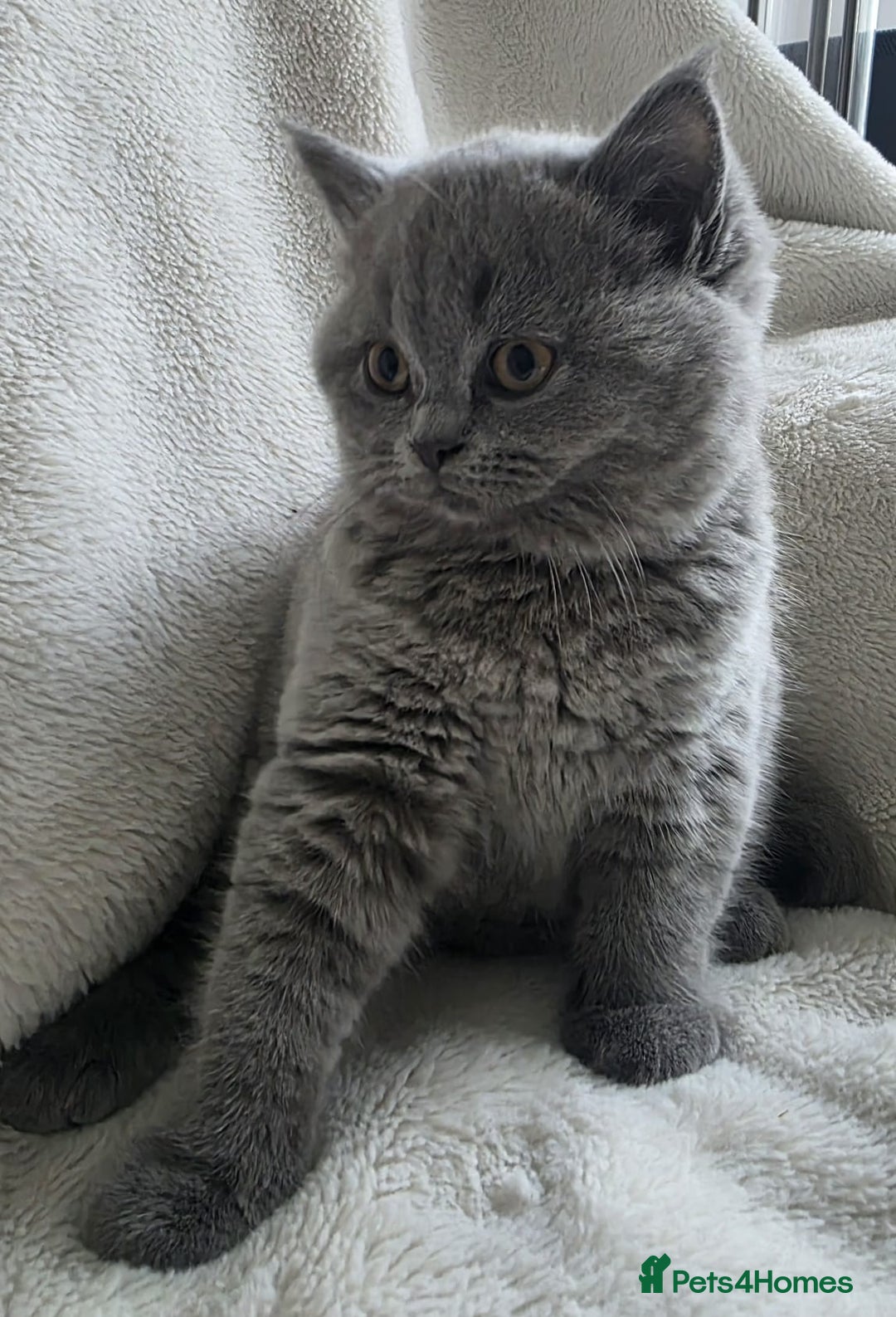 British Shorthair cats for sale: GCCF British Shorthair Kittens Champion Bloodlines - Image 11
