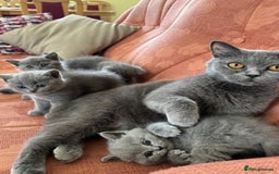 British Shorthair cats for sale: Beautiful British Shorthair Kittens Availble - Image 6