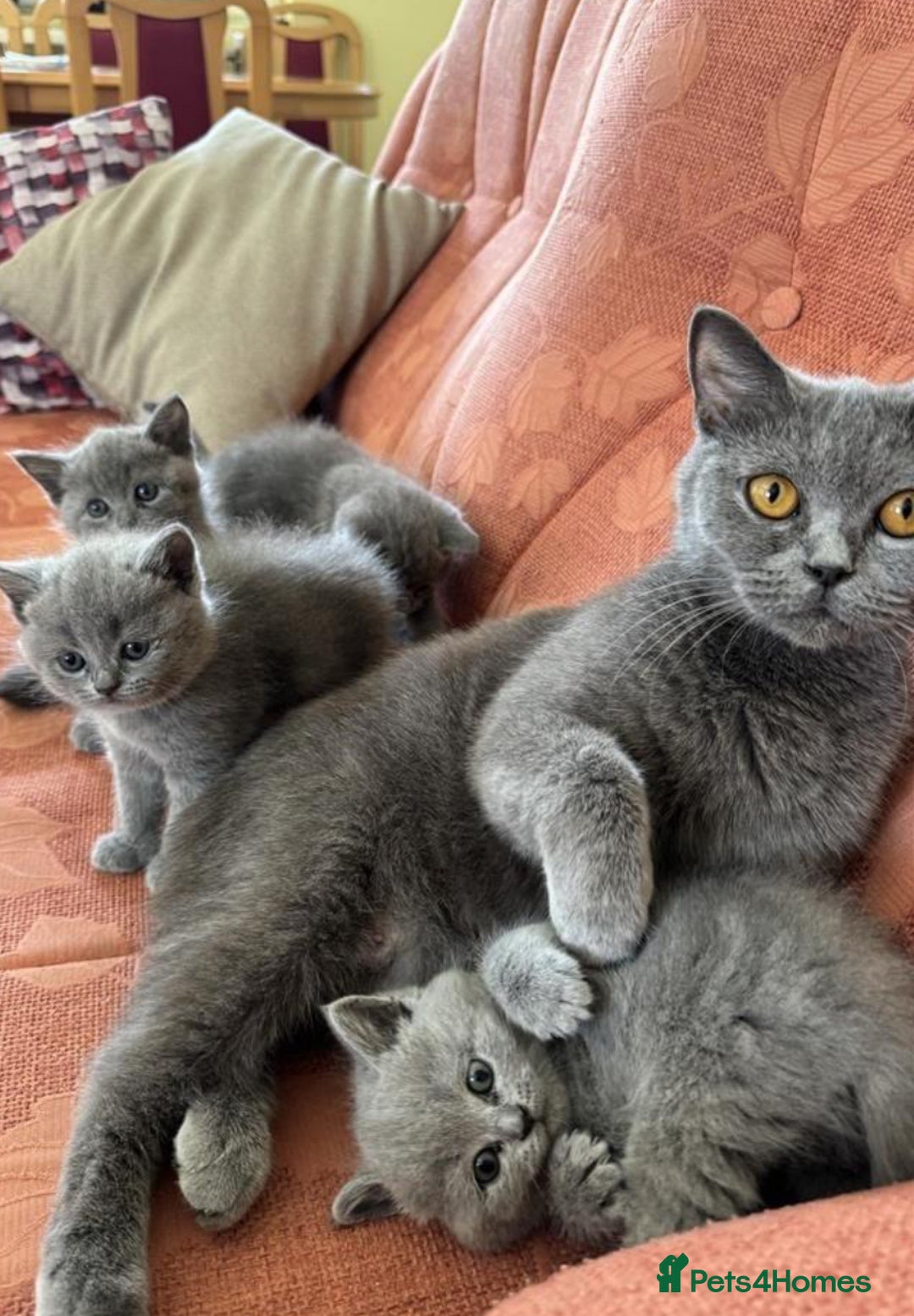 British Shorthair cats for sale: Beautiful British Shorthair Kittens Availble - Image 6