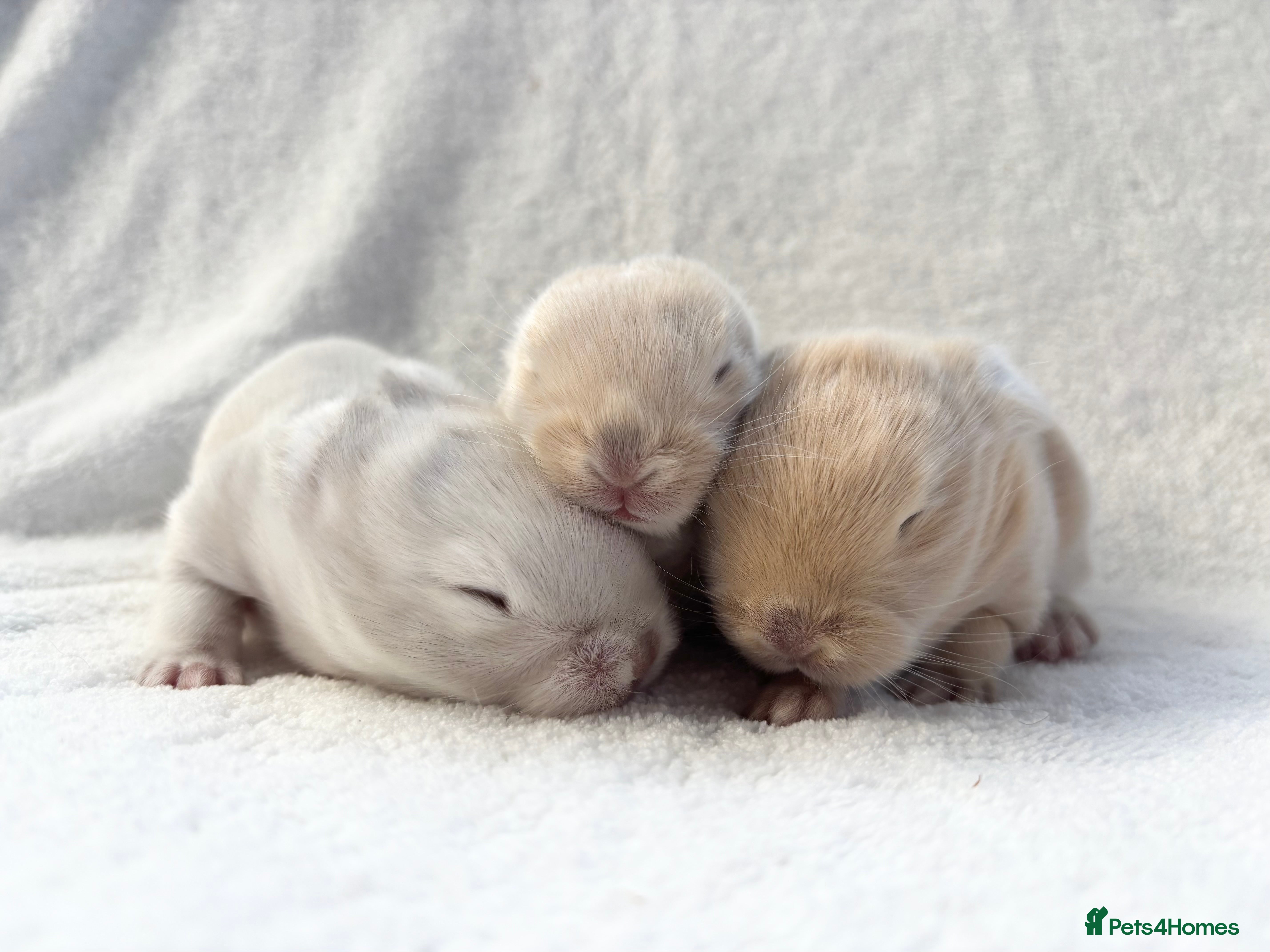 Mixed Breed rabbits Beautiful baby bunnies  - Advert 20
