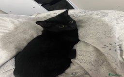 Bombay cats for sale: Black and white kittens - Advert 3