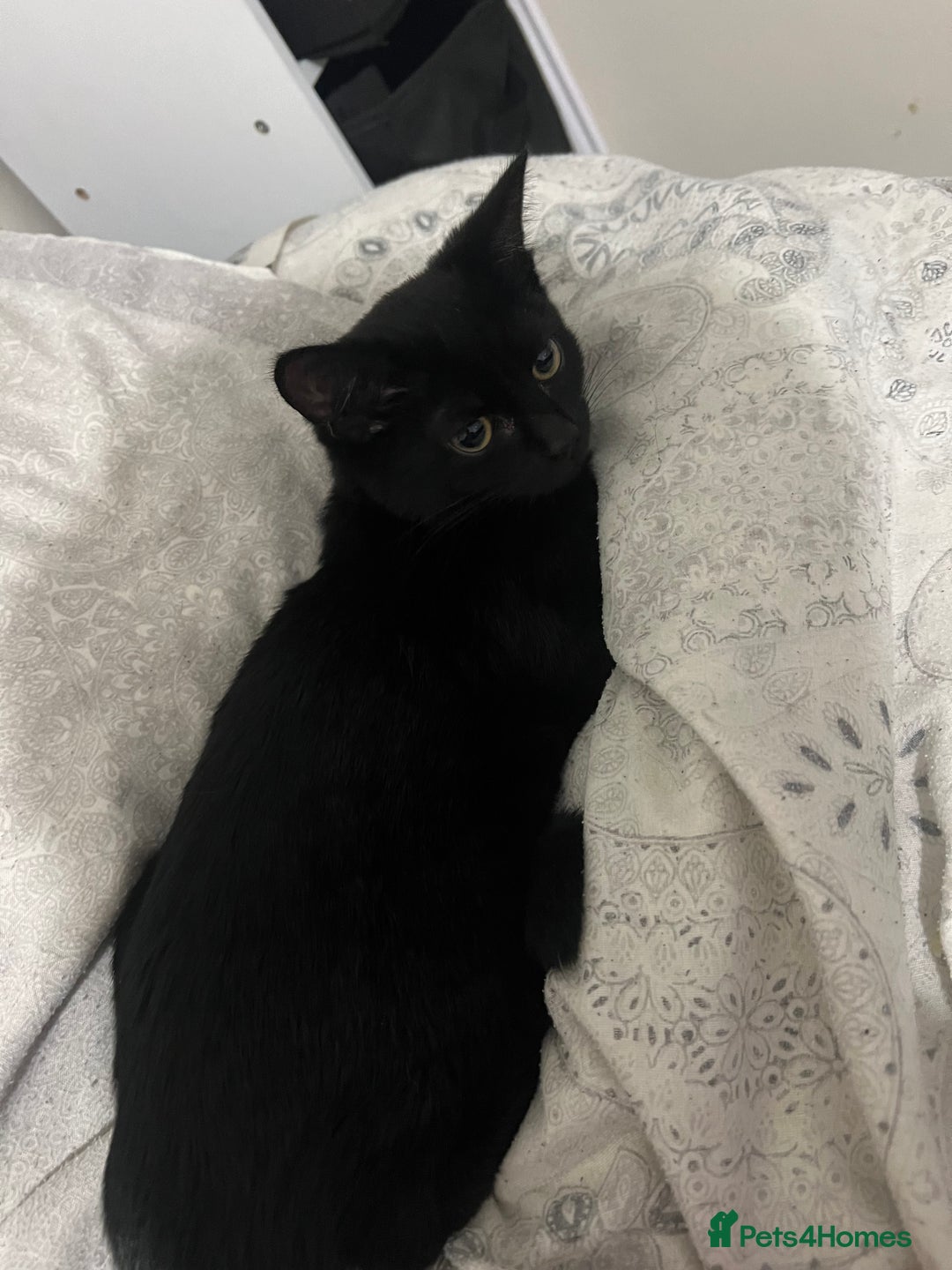 Bombay cats for sale: Black and white kittens - Advert 3