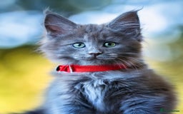 Maine Coon cats for sale: FINAL 3 REMAINING :TICA registered Mainecoons  - Image 28