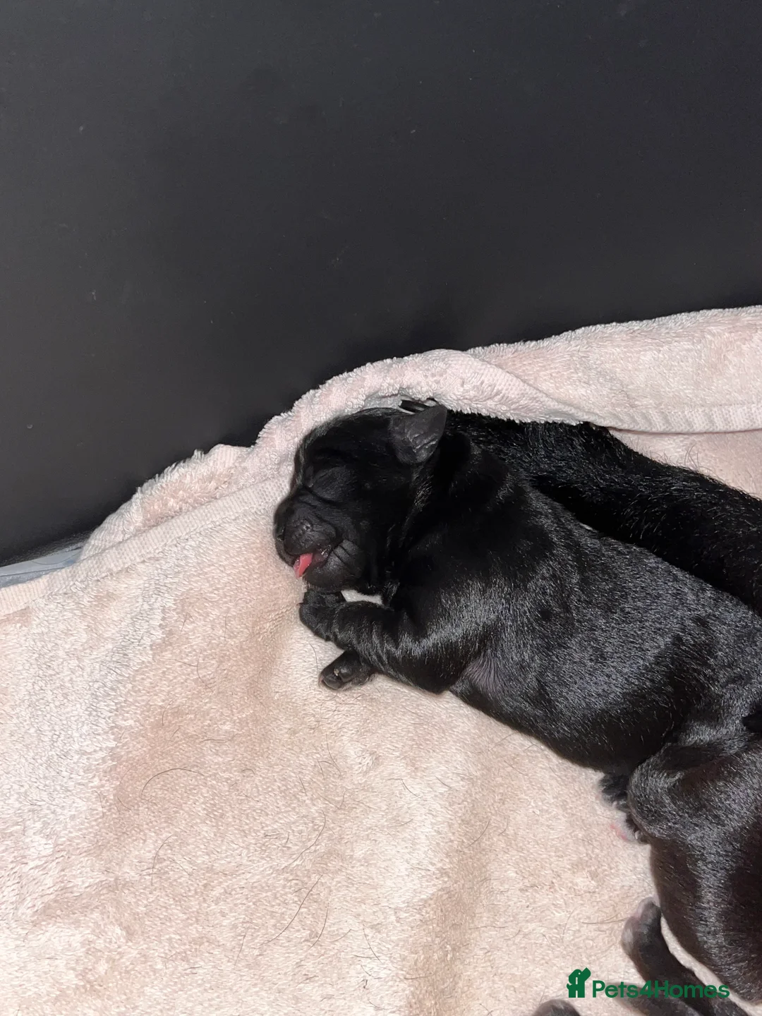 Mixed Breed dogs for sale: Patterdale x Lhasa apso puppies for sale  - Advert 3