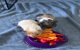 Guinea Pig rodents for sale: Female Guinea Pigs  - Image 5