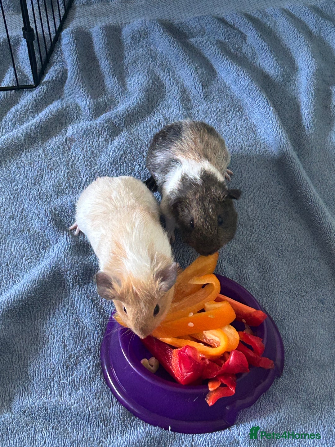 Guinea Pig rodents for sale: Female Guinea Pigs  - Image 5