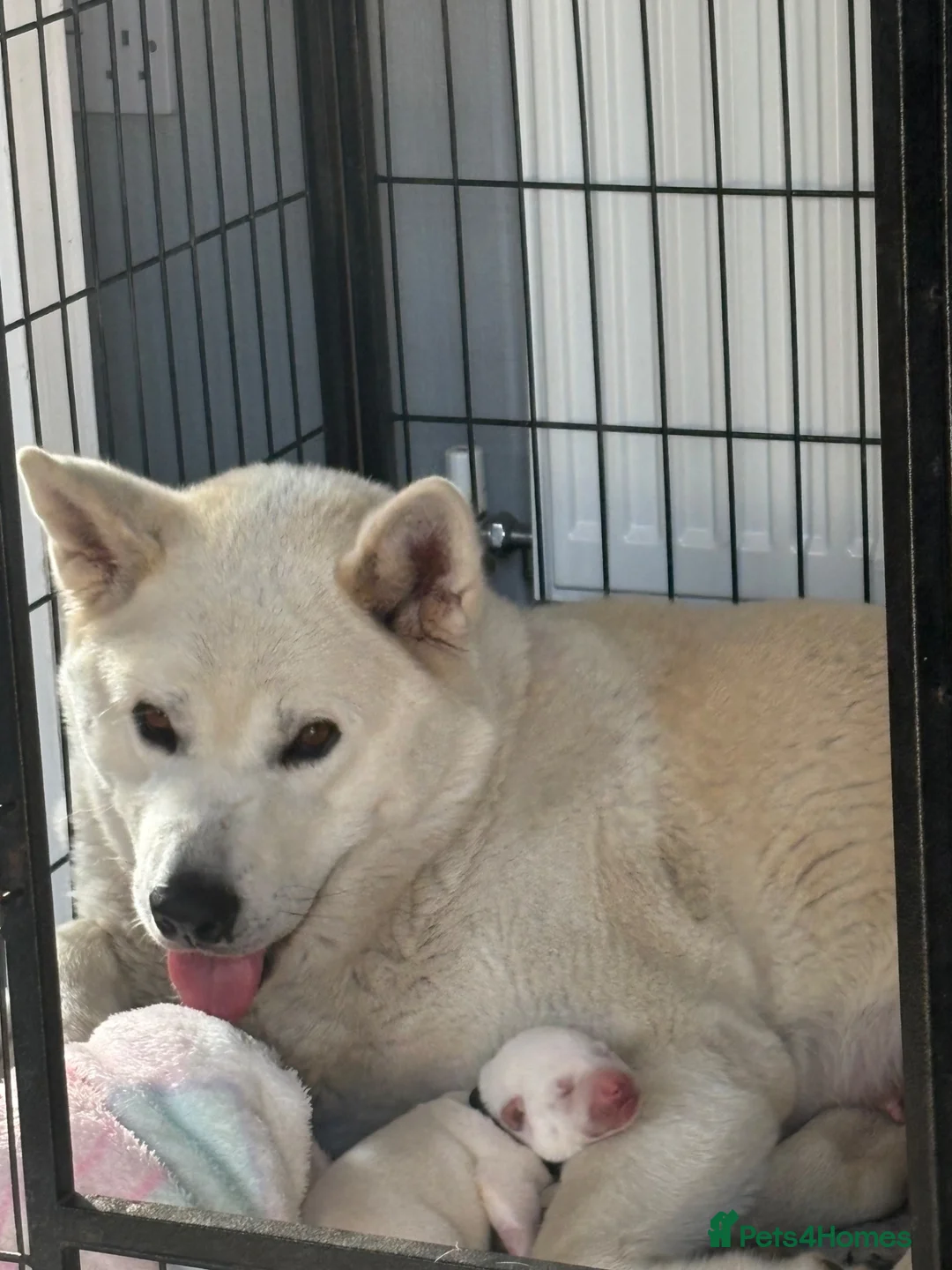 Akita dogs for sale: Akita puppies - Advert 2