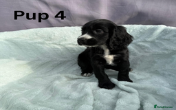 Cocker Spaniel dogs for sale: ⭐️ SHOW TYPE COCKER SPANIEL - READY ON 1ST AUGUST - Image 14