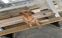 Labrador Retriever dogs for sale: My Boy Lenny - Labrador  - Image 12