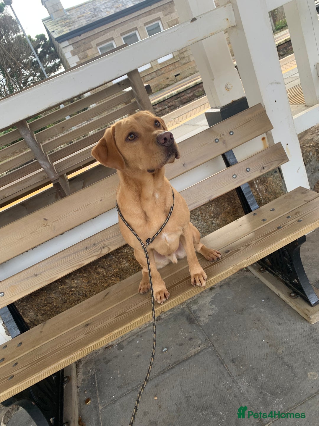 Labrador Retriever dogs for sale: My Boy Lenny - Labrador  - Image 12