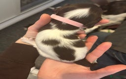 English Springer Spaniel dogs for sale: Adorable Springer Spaniel Puppies - Image 34