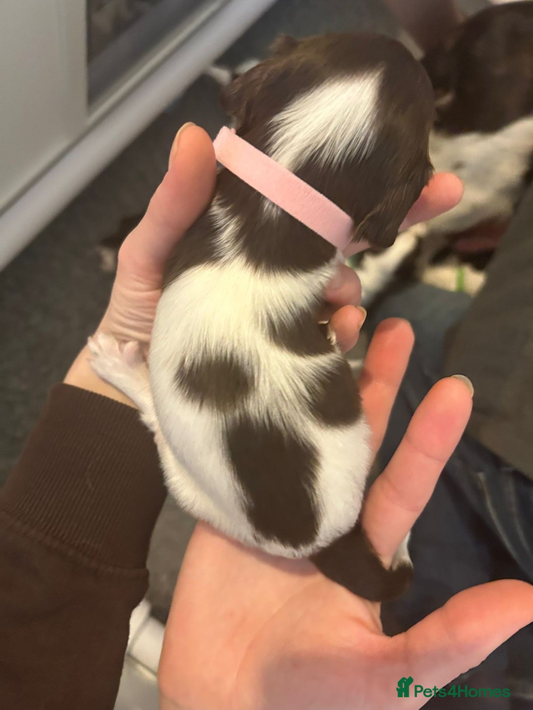 English Springer Spaniel dogs for sale: Adorable Springer Spaniel Puppies - Image 34