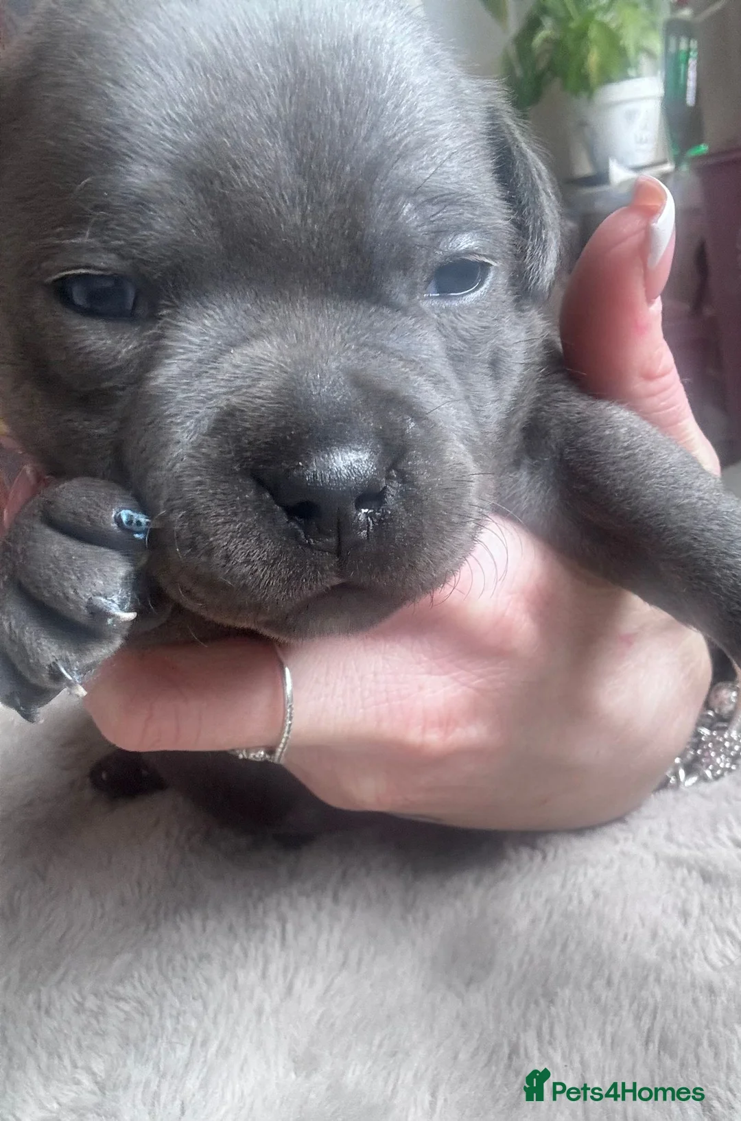 Staffordshire Bull Terrier dogs for sale: 💙Kc registered blue staffordshire bull terriers💙 - Advert 17