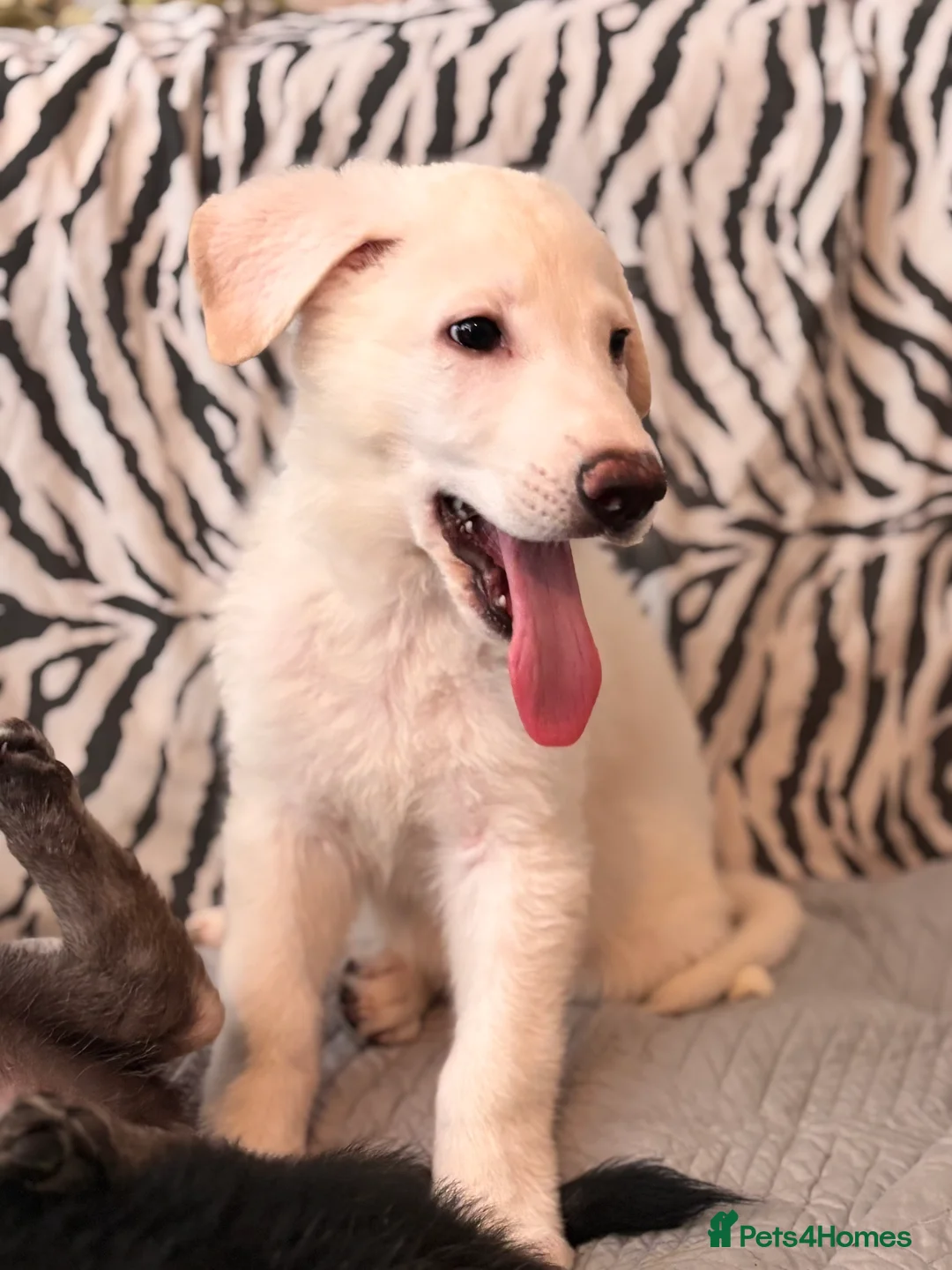 German Shepherd dogs for sale: Beautiful German Shepard Puppies - Advert 1