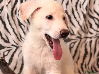 German Shepherd dogs Beautiful German Shepard Puppies - Advert 3