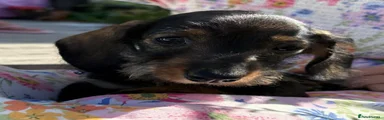 Miniature Dachshund 3