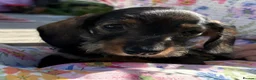 Miniature Dachshund dogs for sale: Boy and girl miniature wire haired dachshund  - Advert 6