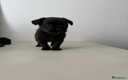 Mixed Breed dogs for sale: Adorable Puppies Looking for Their Forever Homes - Image 6