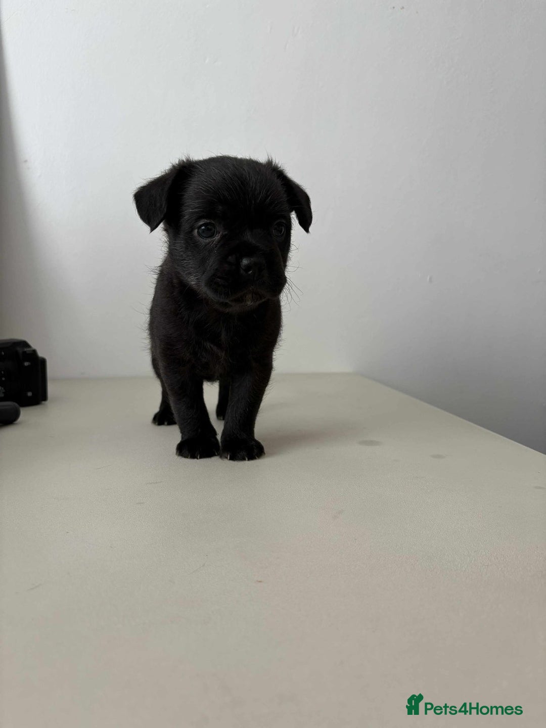 Mixed Breed dogs for sale: Adorable Puppies Looking for Their Forever Homes - Image 6