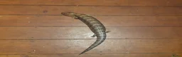 Skink reptiles for sale: Northern blue tongued skink (female) + setup - Advert 3