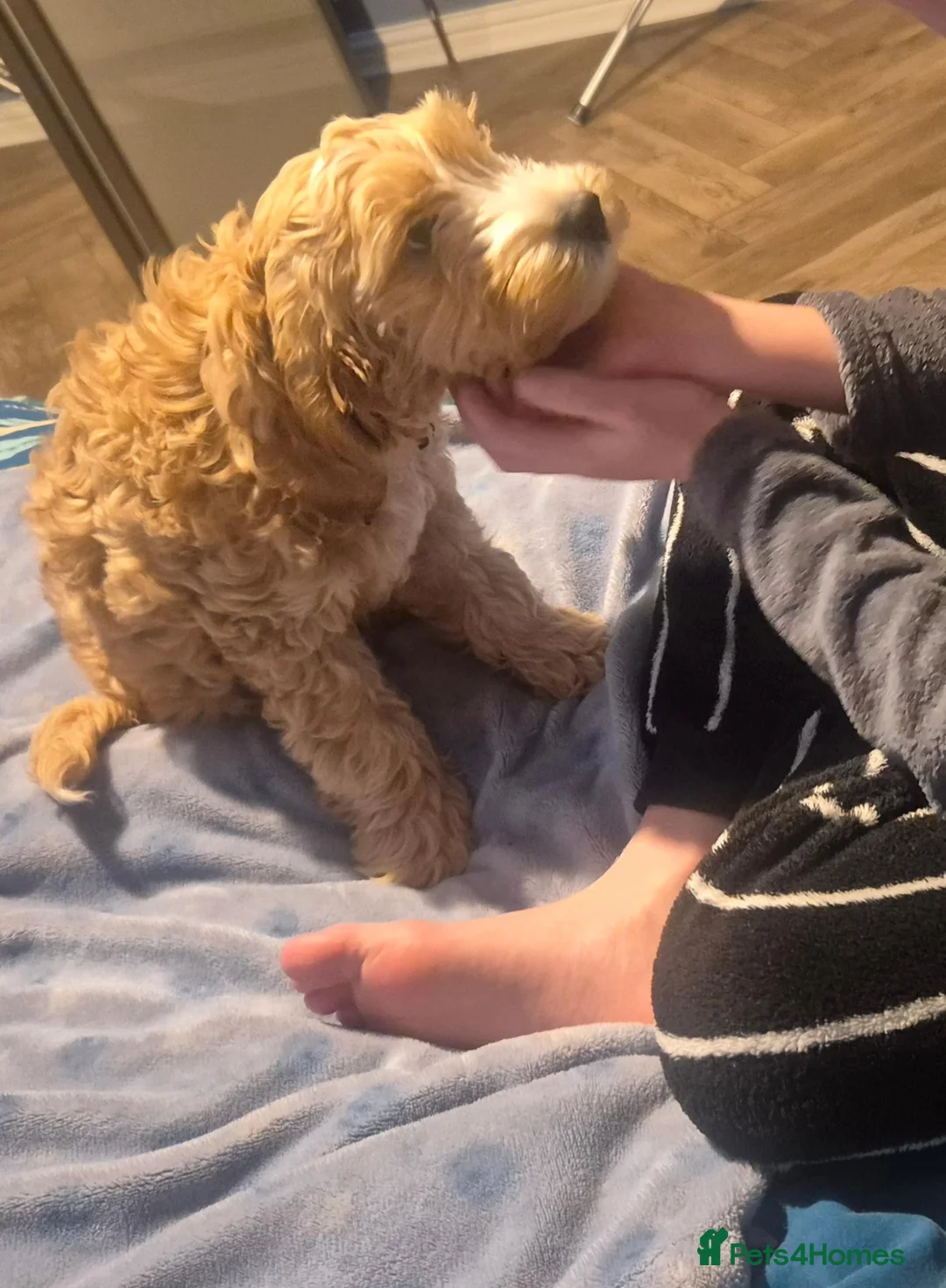 Cockapoo dogs for sale: Bingo - Loving Family Dog Looking for a New Home - Advert 4