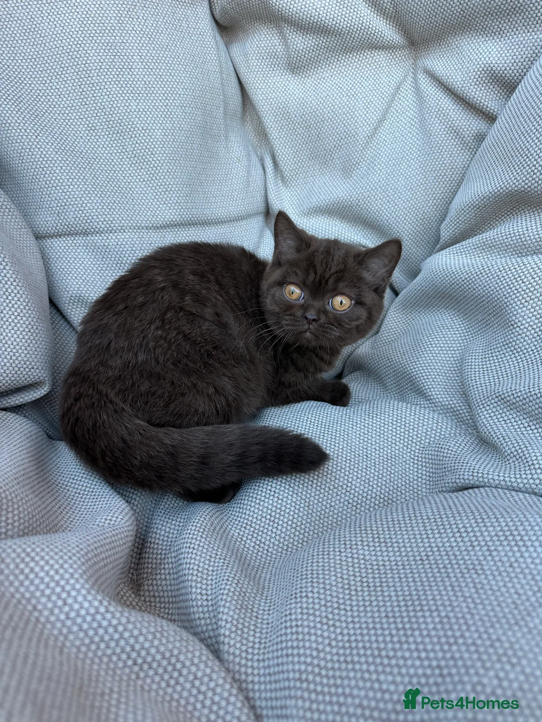 British Shorthair cats for sale: British Shorthair Chunky Chocolate Kittens🐻 - Advert 28