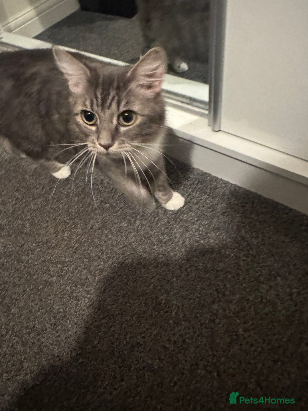 Mixed Breed cats for sale: 4 gorgeous kittens  - Advert 5